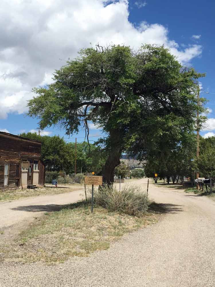 the Hanging Tree in Chloride