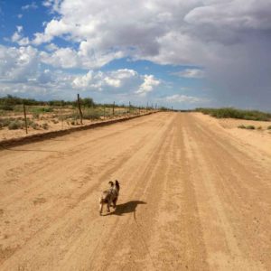 Mojo on a dirt road on the Geronimo Trail National Scenic Byway