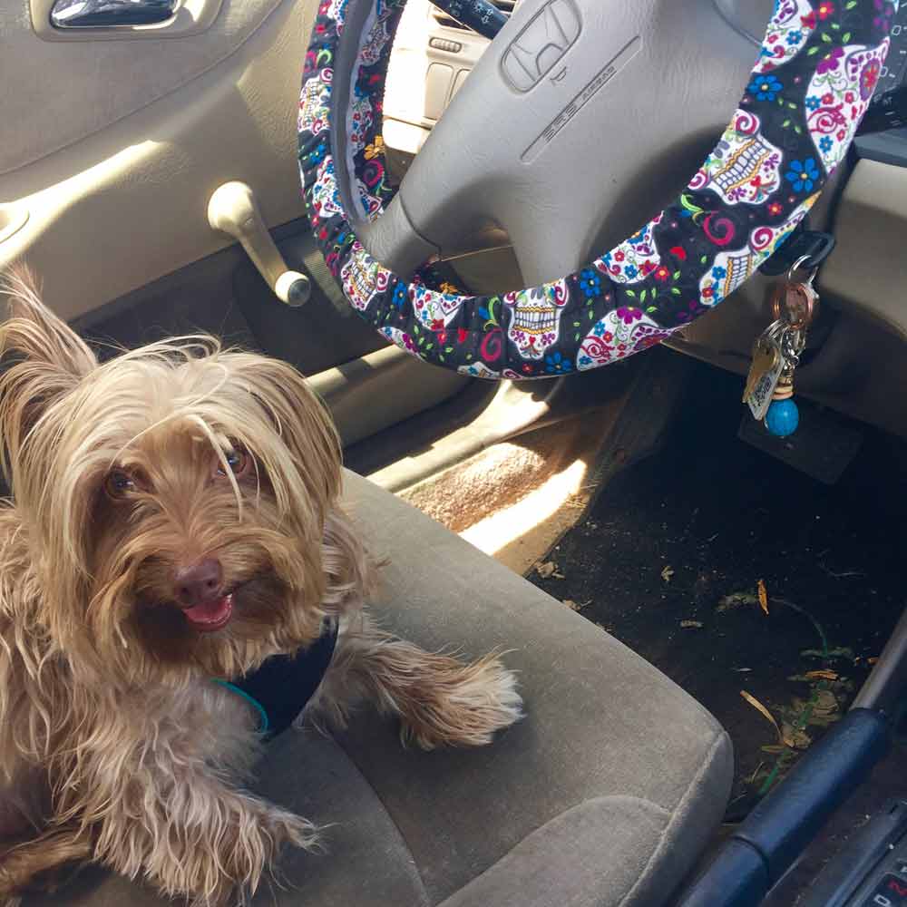 Mojo on the road, ready to hit the Geronimo Trail National Scenic Byway!