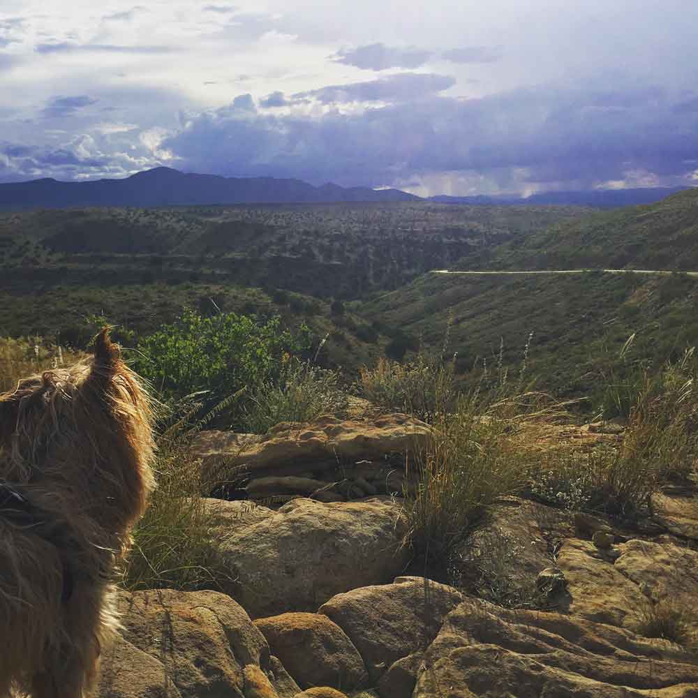 Mojo looks out over the terrain on the Geronimo Trail National Scenic Byway