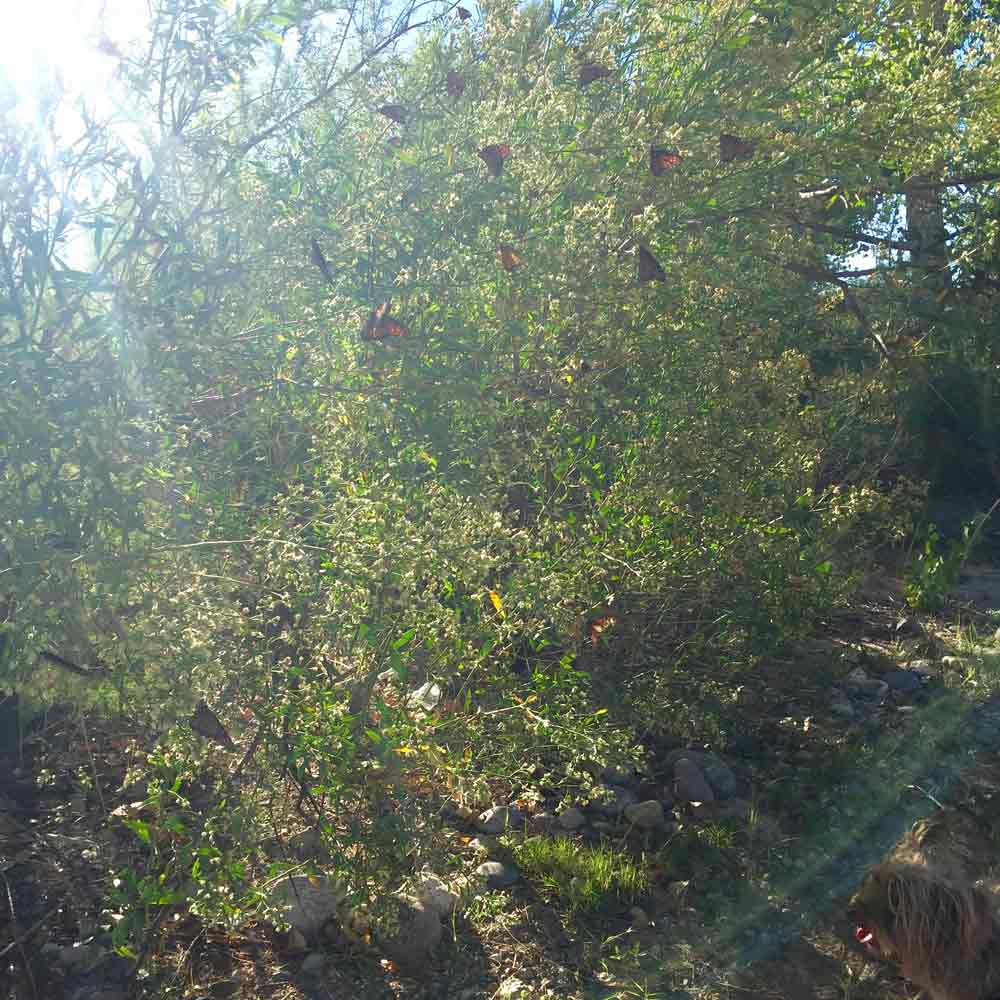 butterfly bush on the Geronimo Trail National Scenic Byway