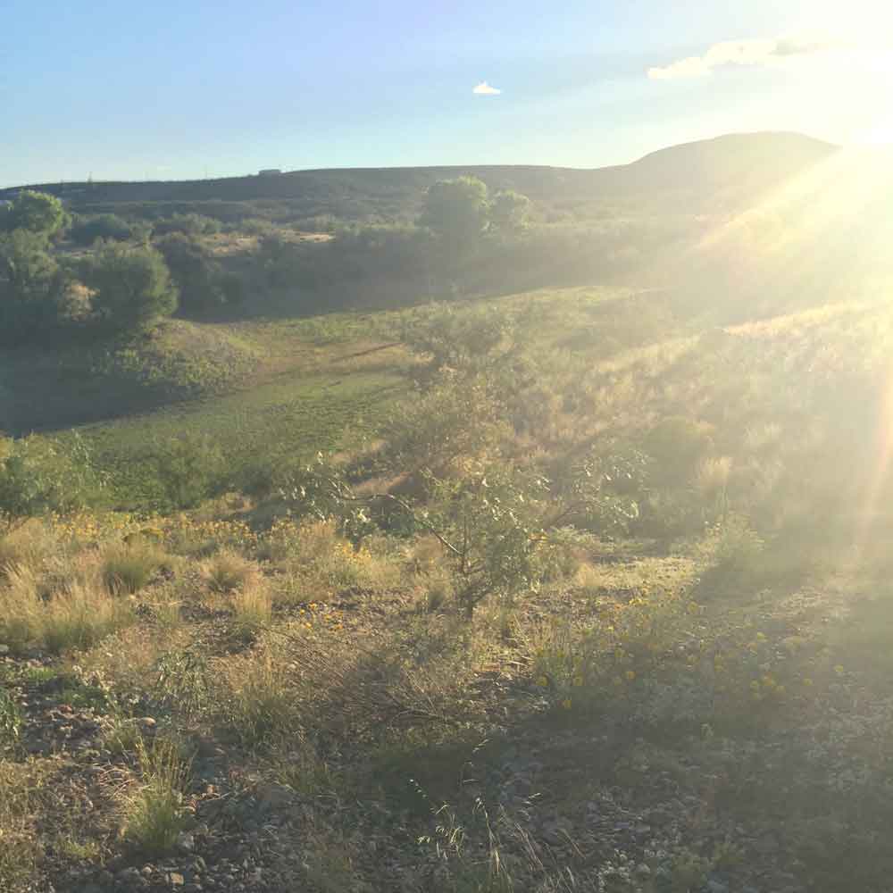 green things growing on the Geronimo Trail National Scenic Byway