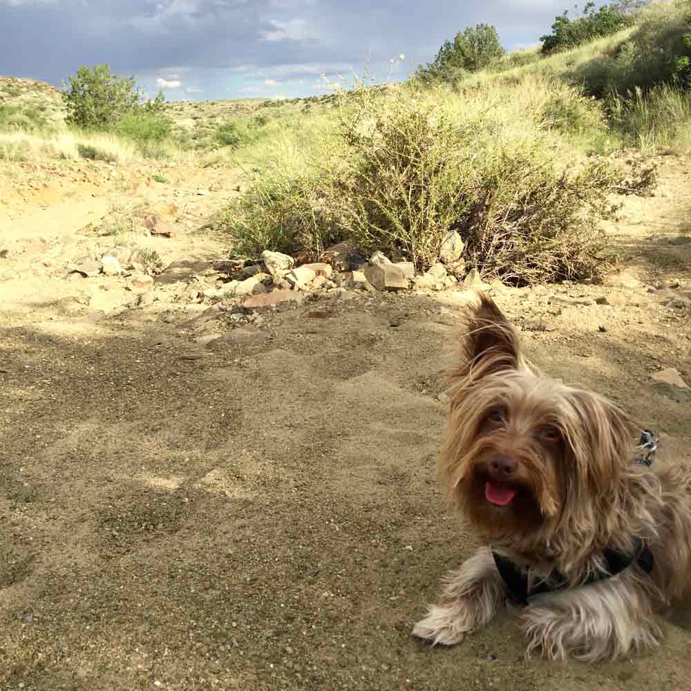 Mojo looking happy on the Geronimo Trail National Scenic Byway