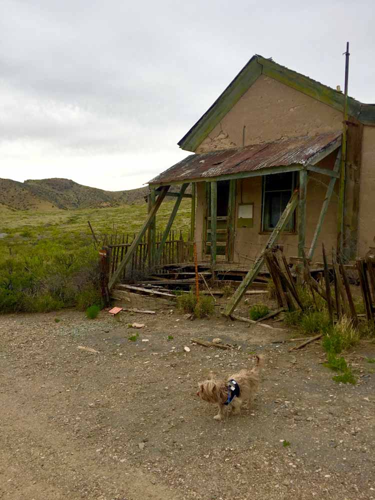 Mojo in front of an old house in Lake Valley NM