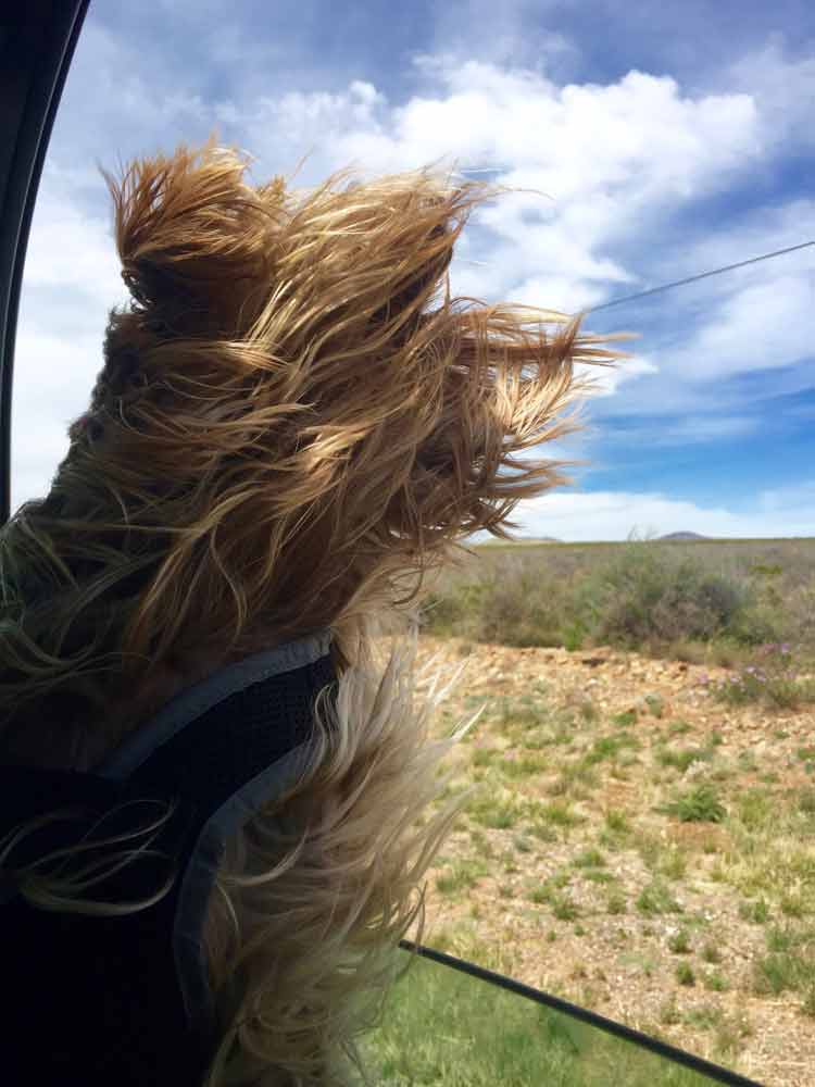 doggie taking a road trip to Lake Valley