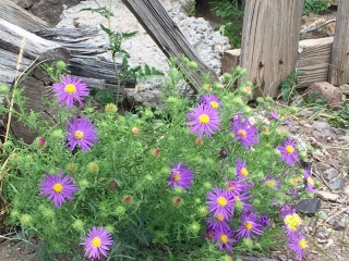 wildflowers-blooming-amongst-the-ruins