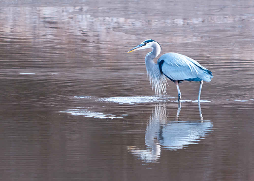 blue heron in Sierra County New Mexico