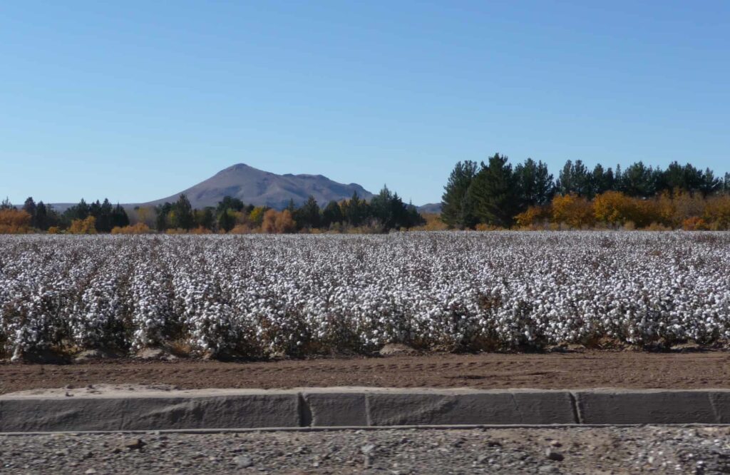 cotton field on Highway 187 south of Truth or Consequences